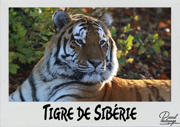 tigre_de_siberie_polaroid_765x540px.jpg