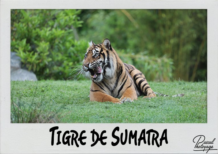 tigre_de_sumatra_polaroid_765x540px.jpg