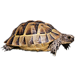 Tortues