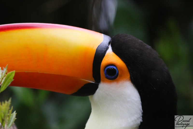 Toucan toco