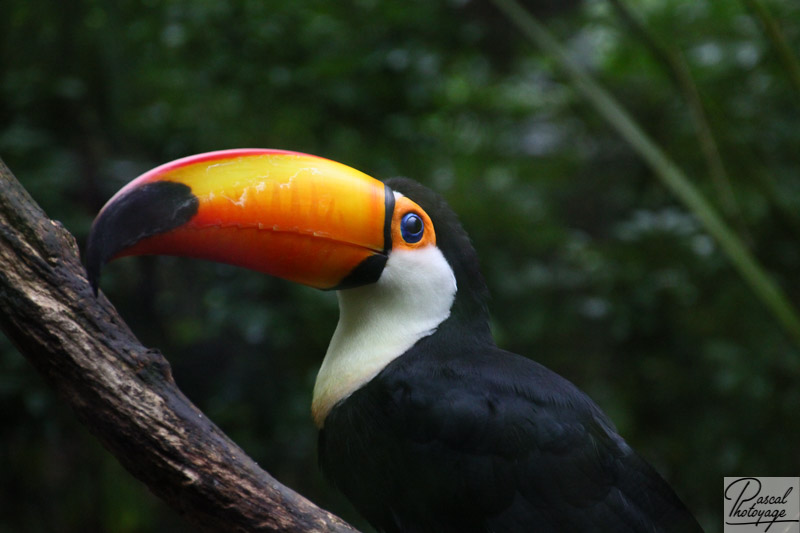 Zoo de La Flèche