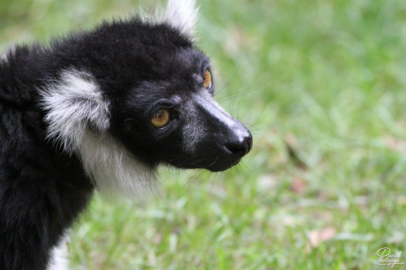 Vallée des singes