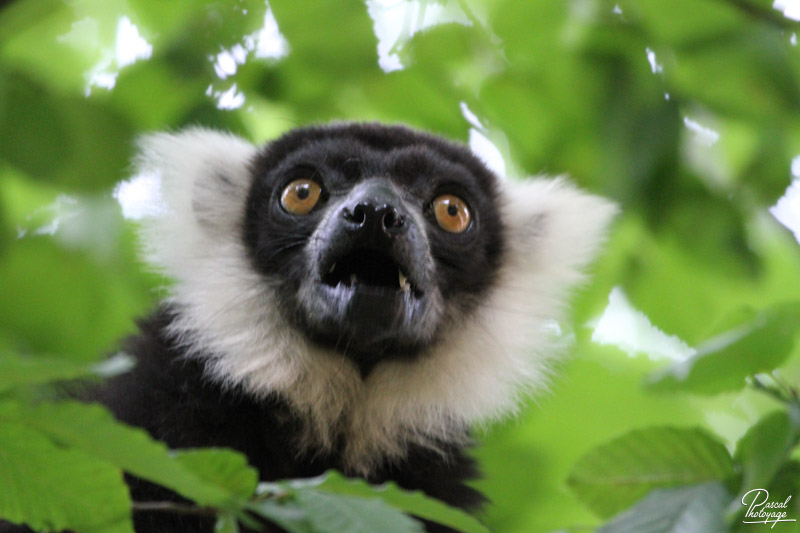 Vallée des singes