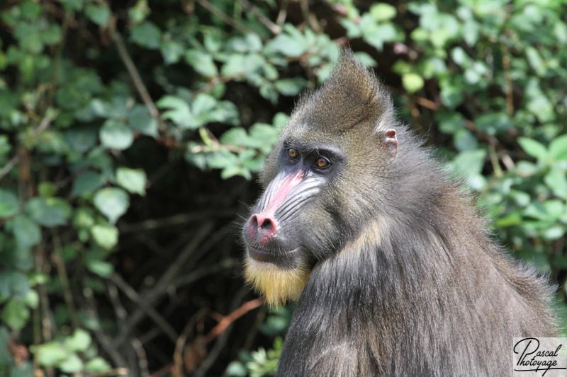 Vallée des singes