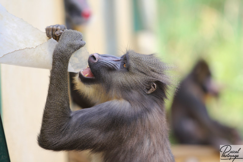 Vallée des singes