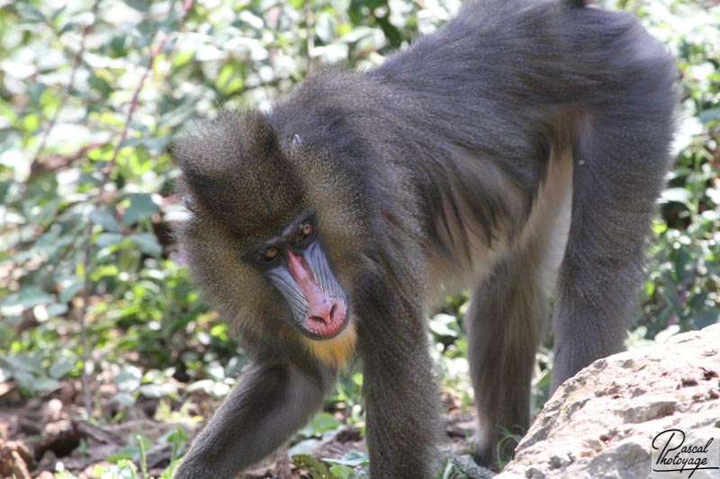 Vallée des singes