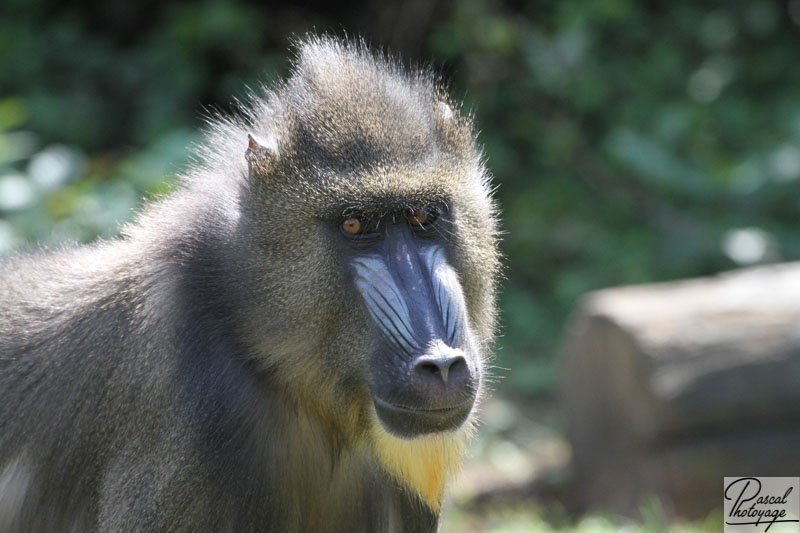 Vallée des singes