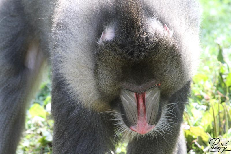 Vallée des singes