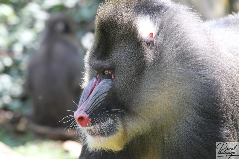 Vallée des singes