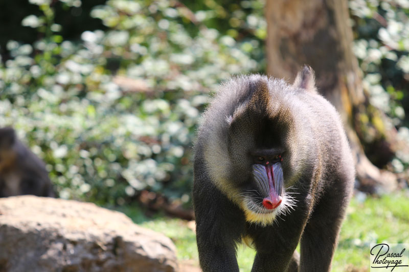 Vallée des singes