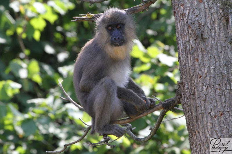 Vallée des singes