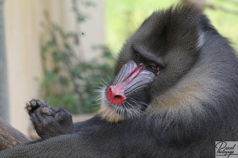 Vallée des singes