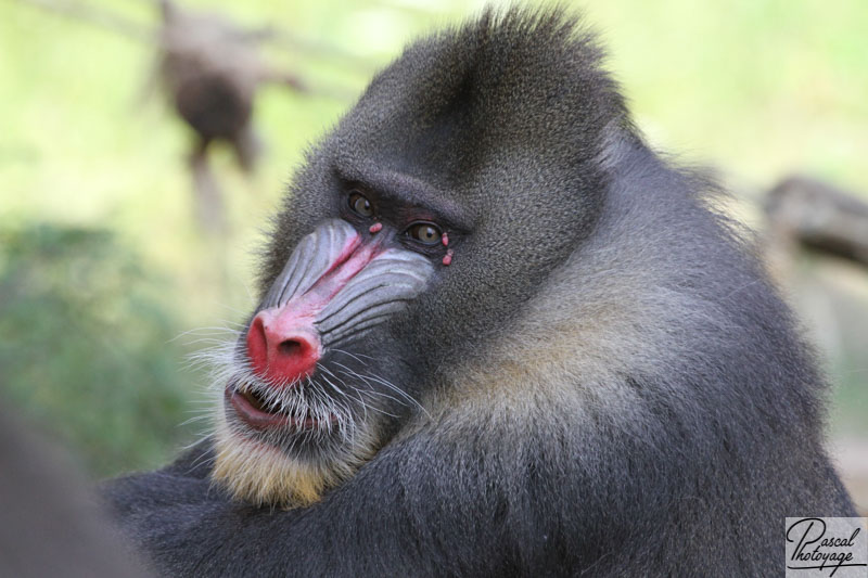 Vallée des singes