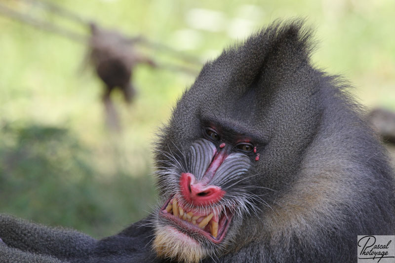 Vallée des singes