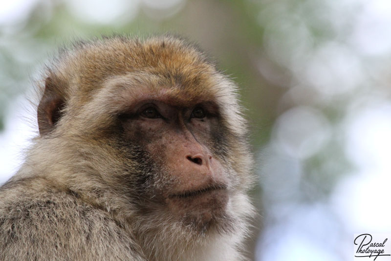 Vallée des singes