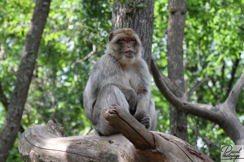 Vallée des singes