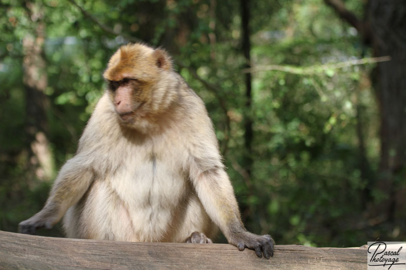 Vallée des singes