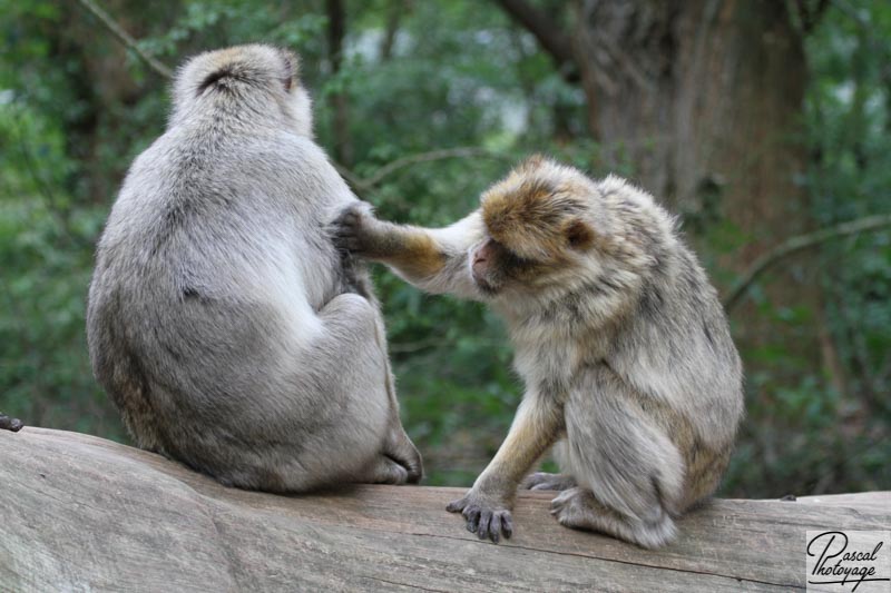 Vallée des singes