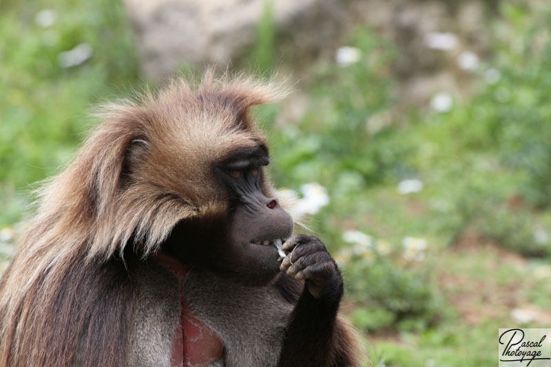 Vallée des singes