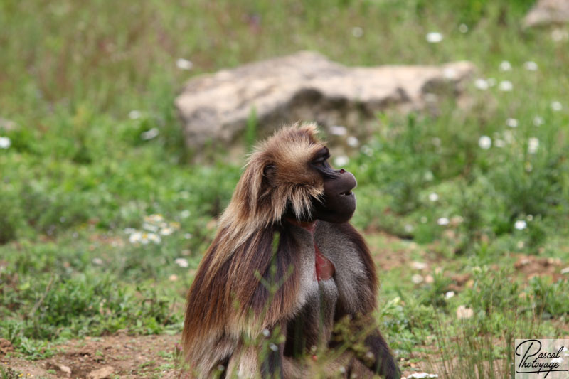 Vallée des singes