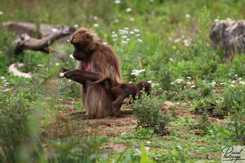 Vallée des singes