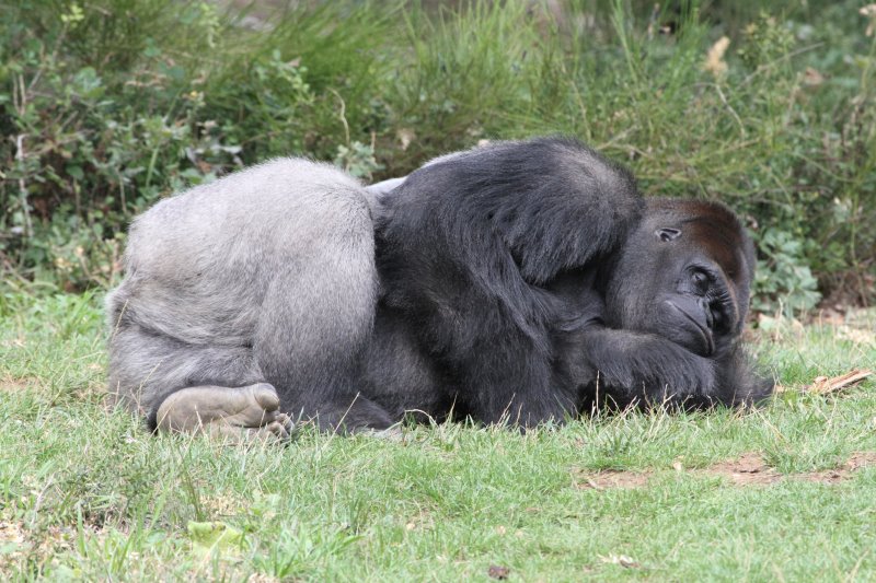 Vallée des singes