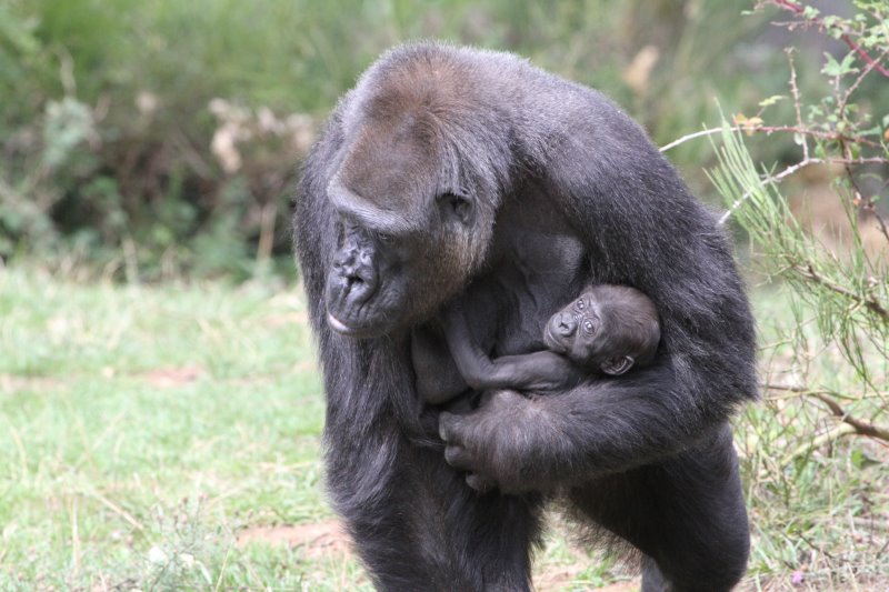 Vallée des singes