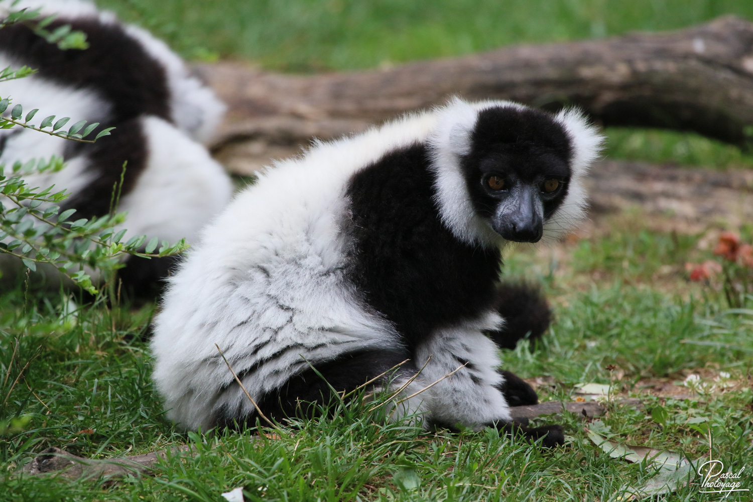 Vari noir et blanc