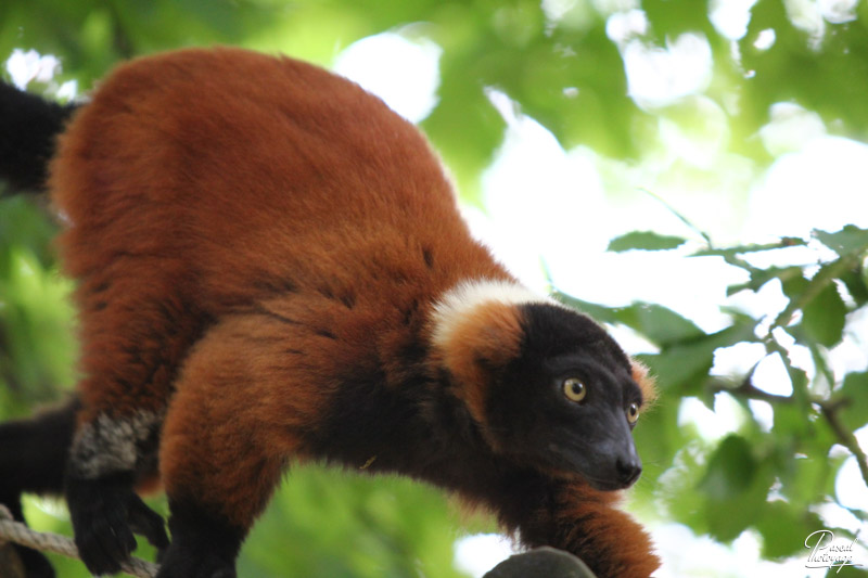 Vallée des singes