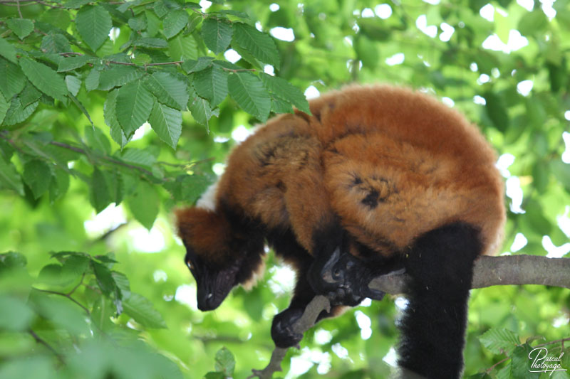 Vallée des singes