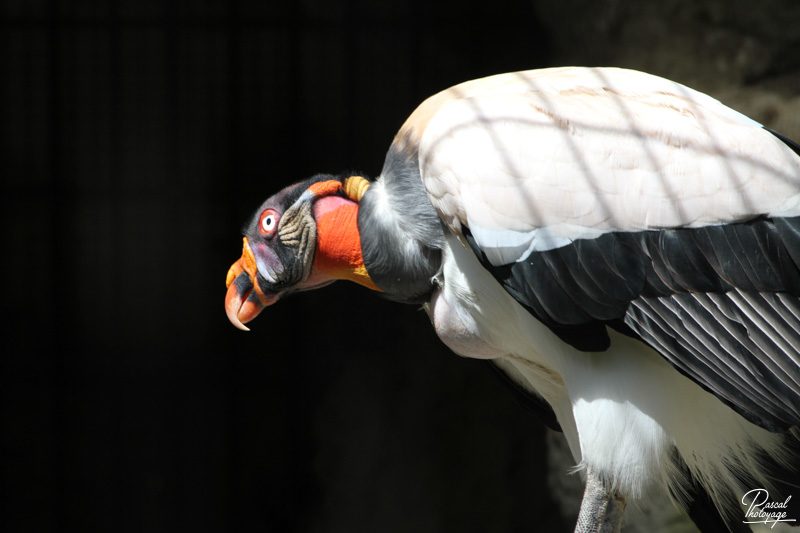 Ménagerie du jardin des plantes