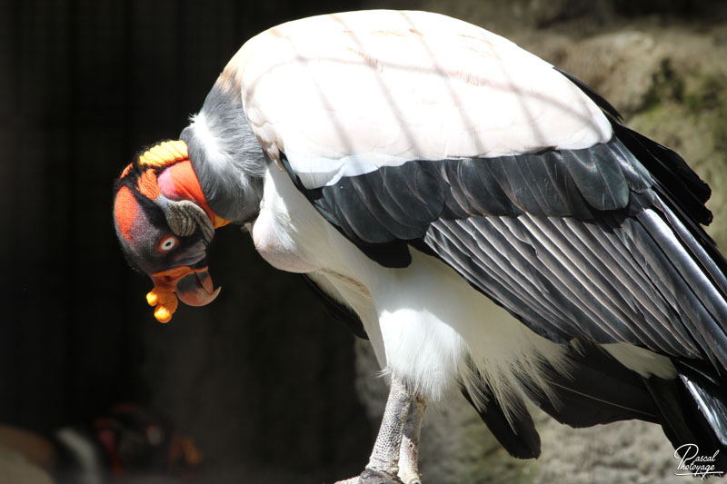 Ménagerie du jardin des plantes