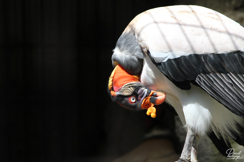 Ménagerie du jardin des plantes