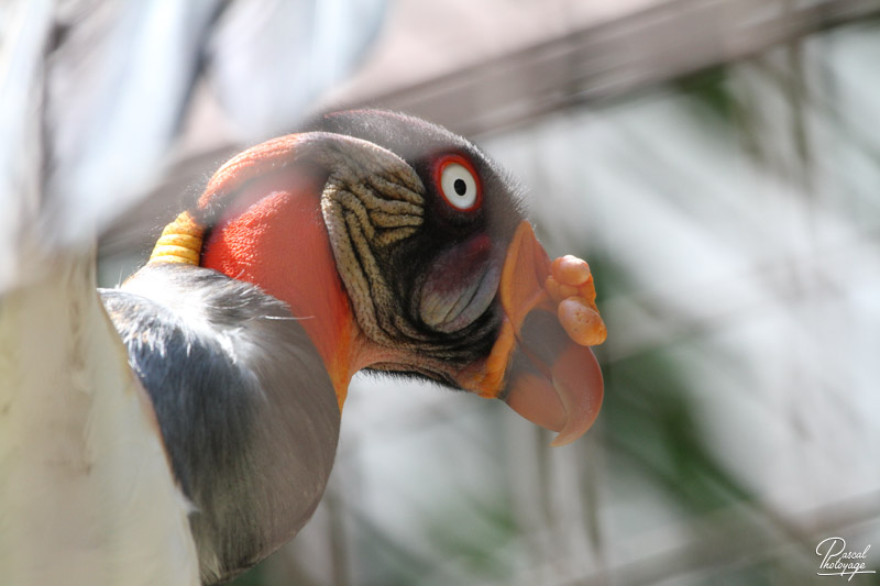 Ménagerie du jardin des plantes