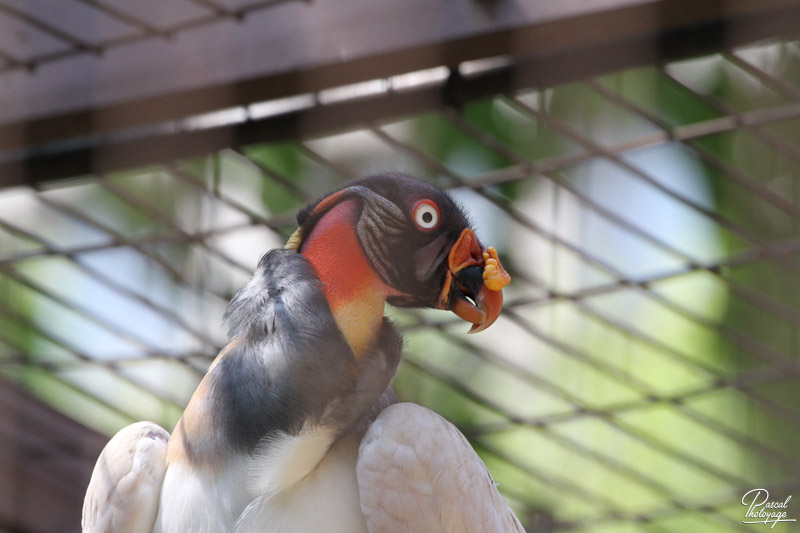 Ménagerie du jardin des plantes