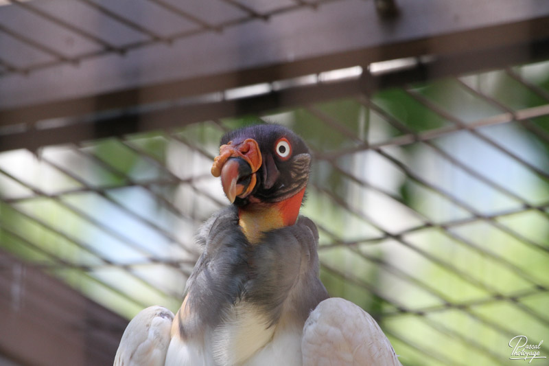 Ménagerie du jardin des plantes