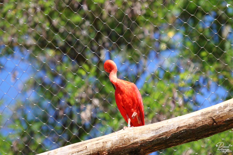 BioParc de Doué La Fontaine