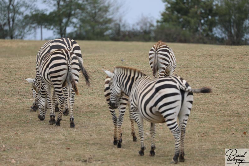 Zoo de La Boissière du Doré