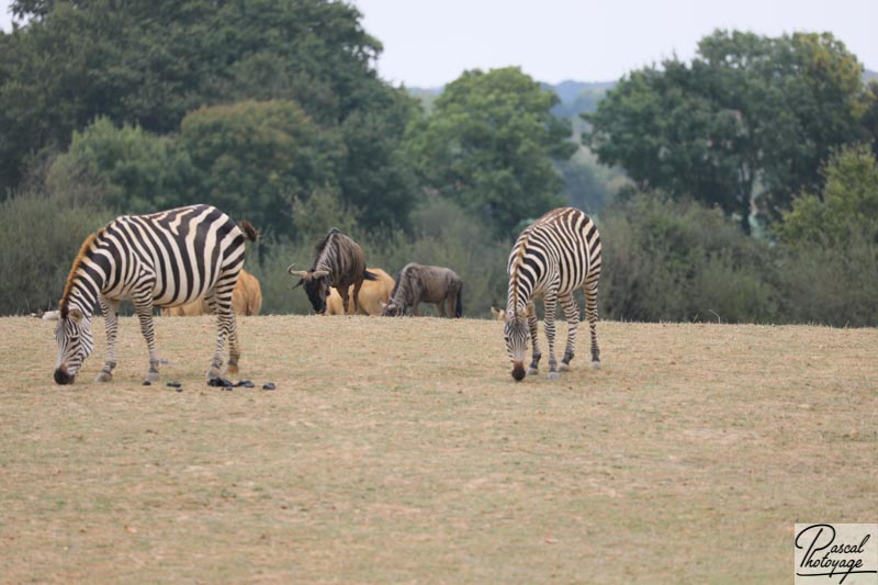 Zoo de La Boissière du Doré