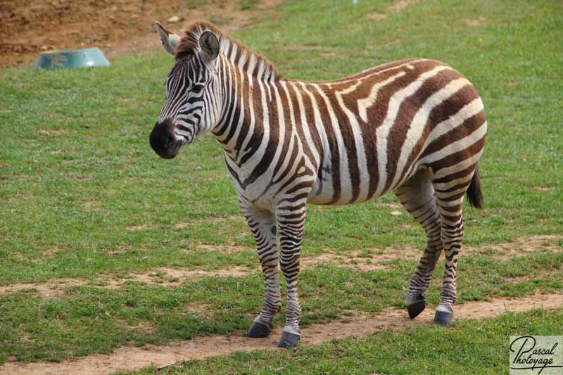 Zoo de La Boissière du Doré