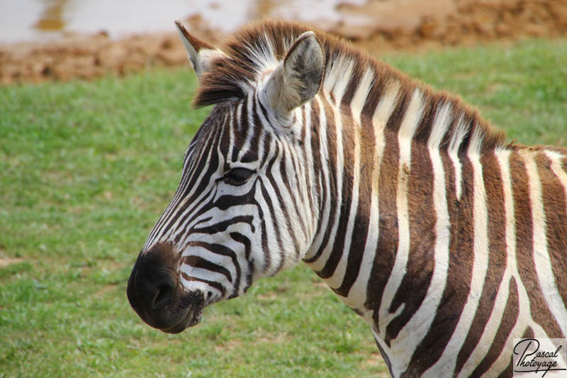 Zoo de La Boissière du Doré