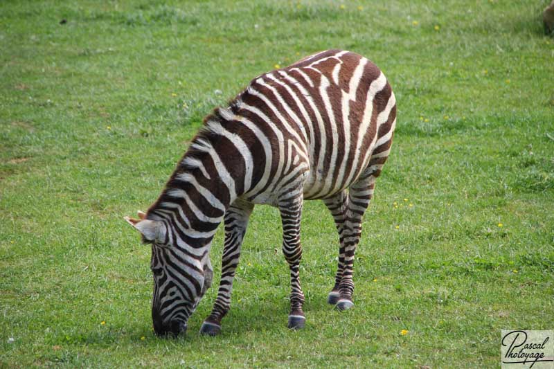 Zoo de La Boissière du Doré