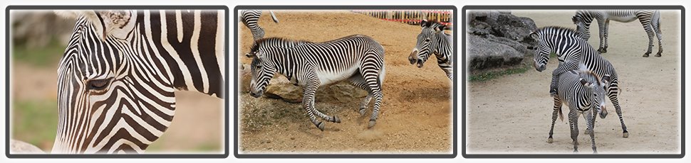 zebre_de_grevy_accueil_fiche_animale_03_970x230px.jpg