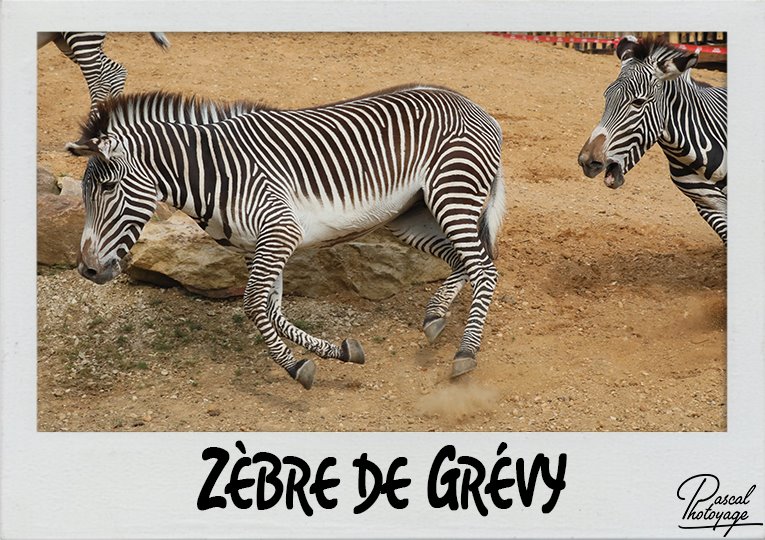 zebre_de_grevy_polaroid_765x540px.jpg