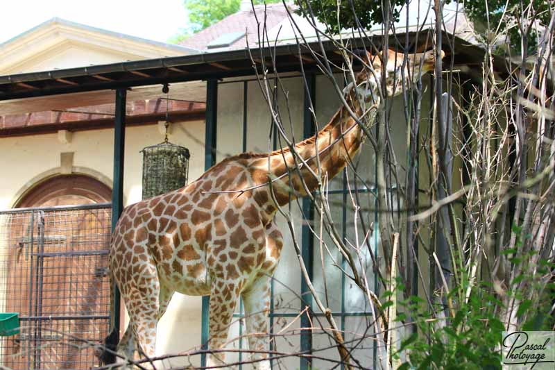 Zoo de Bâle