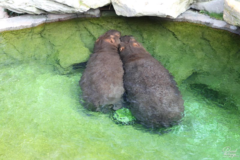 ZooParc de Beauval