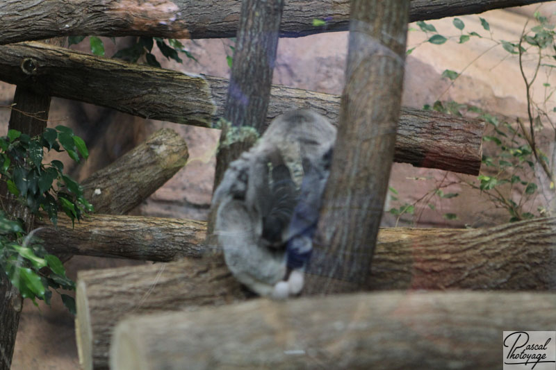 ZooParc de Beauval