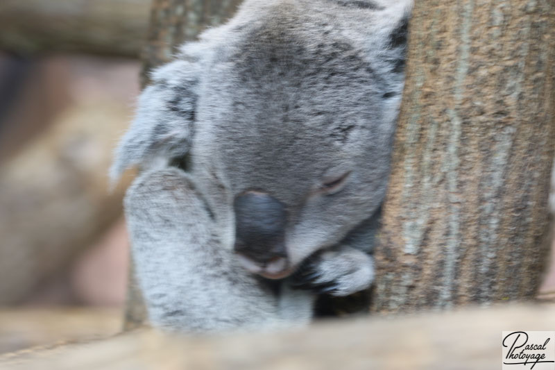 ZooParc de Beauval