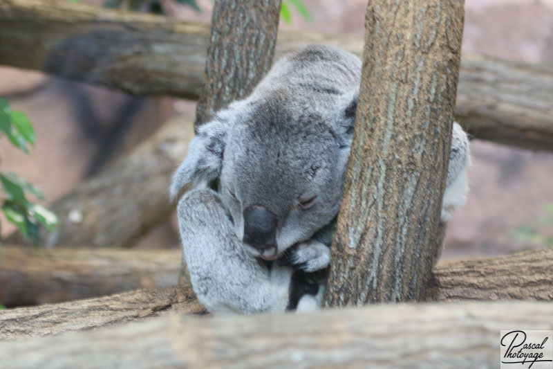 ZooParc de Beauval