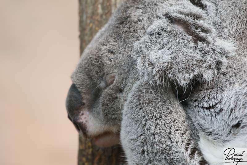 ZooParc de Beauval